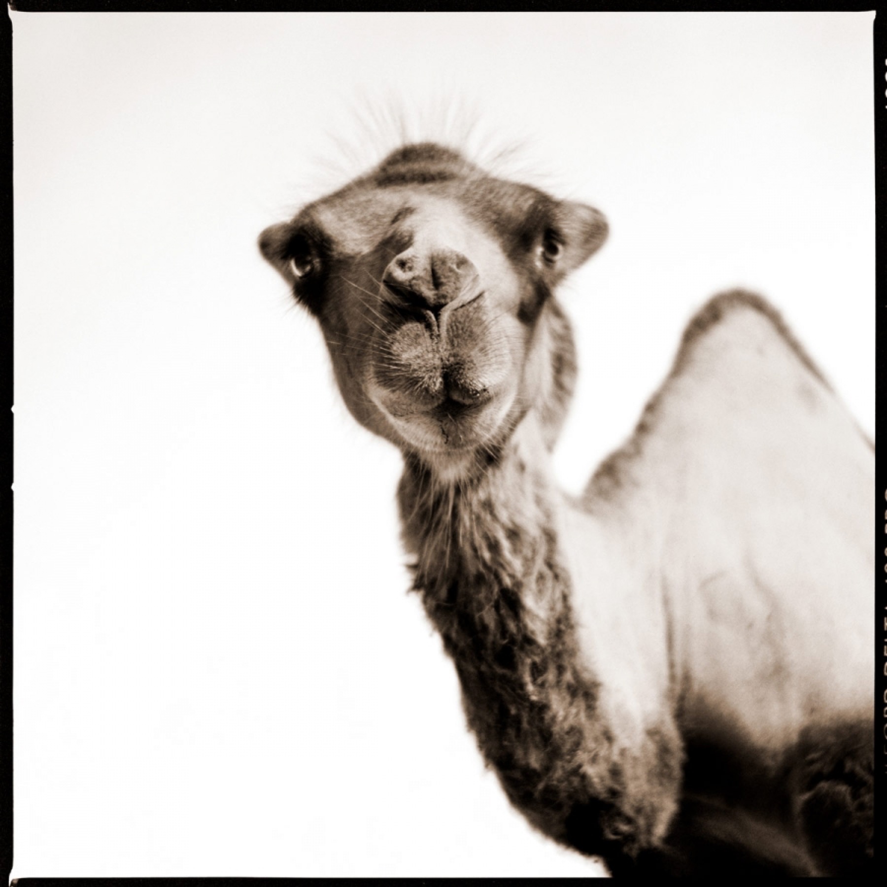 Truth or Tail: A camel's hump, Cleveland Zoological Society