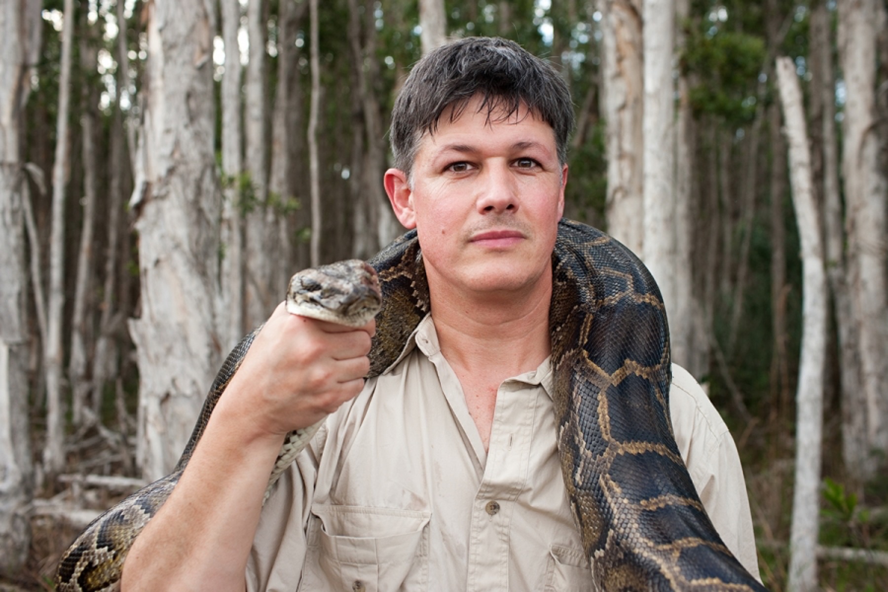 Big albino boa constrictor mistaken for a python in Florida backyard