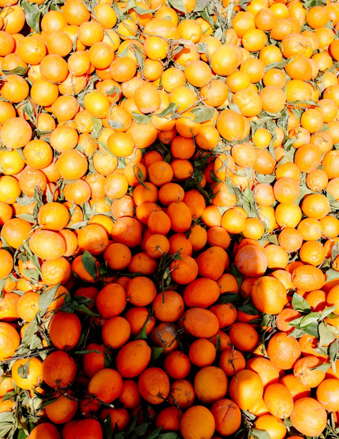 Three Grove Stand bags of juicy-fresh oranges or grapefruit.