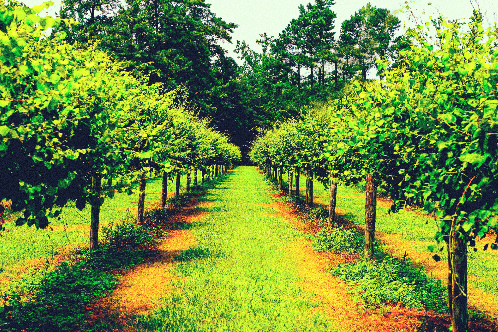 Scuppernong winery clearance